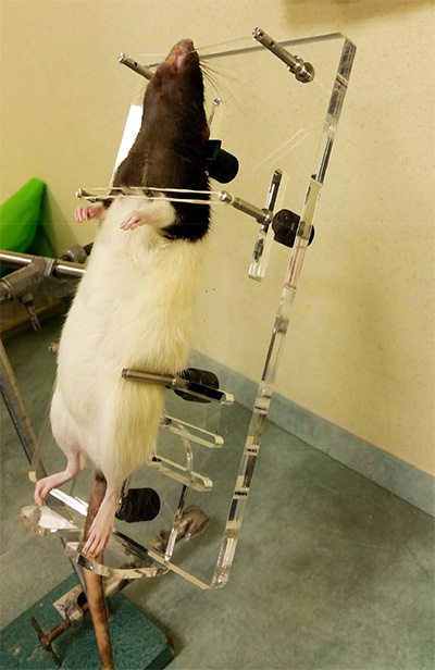 Intubation Platform for Rat